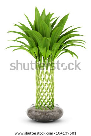 bamboo potted plants
