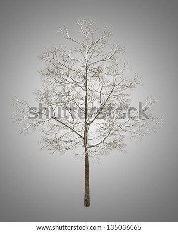 winter fall norway maple tree isolated on gray background
