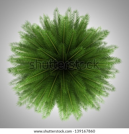 top view of canary island date palm tree isolated on gray background