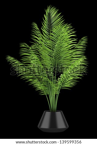 palm tree in black pot isolated on black background