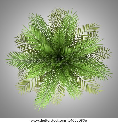 top view of date palm tree isolated on gray background
