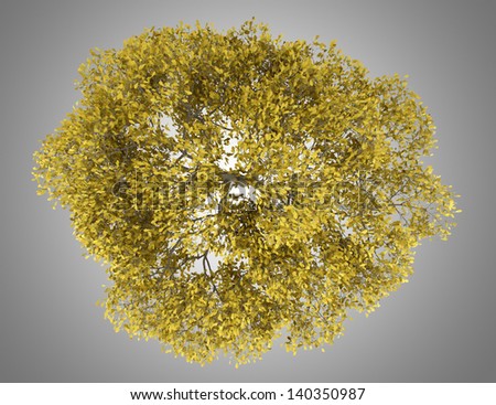 top view of fall english oak tree isolated on gray background