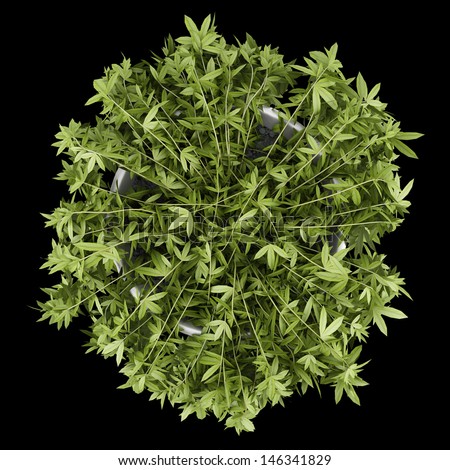 top view of decorative climbing plant in pot isolated on black background