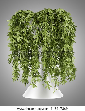 decorative climbing Plant in pot isolated on gray background