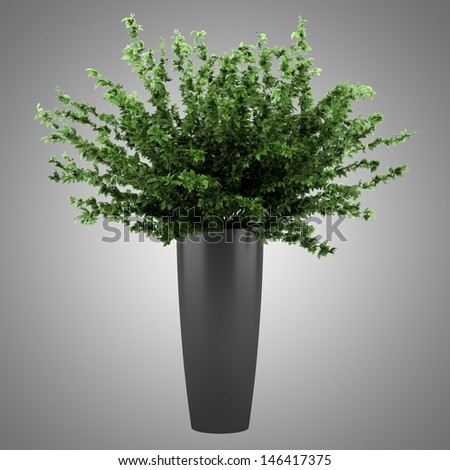 decorative plant in black pot isolated on gray background