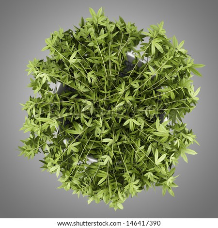 top view of decorative climbing plant in pot isolated on gray background