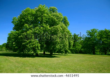 Green tree and blue sky,park,sunny day