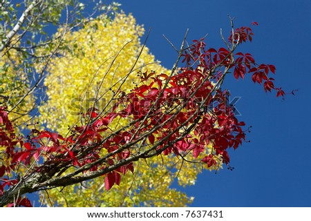 autumn colors nature blue sky red yellow