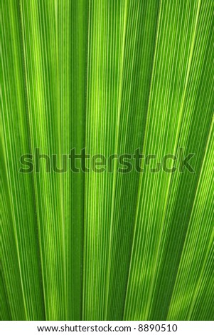 palm leaf detail abstract background texture