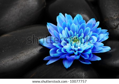 blue flower bloom blossom black stone detail background abstract nature