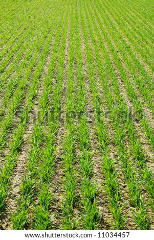 green grain spring field agronomy farming agriculture wheat