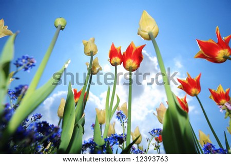 red tulip garden outdoor blue sky sunshine flower bloom blossom