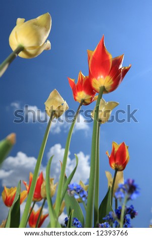 red tulip garden outdoor blue sky sunshine flower bloom blossom
