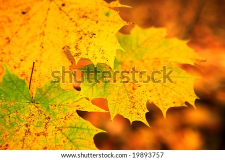 maple leave fall autumn