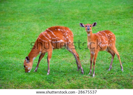 animal wildlife antelope