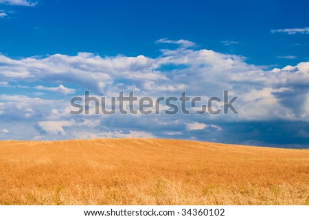 countryside, wheat, rural, horizon, field, agriculture, farmland, harvest