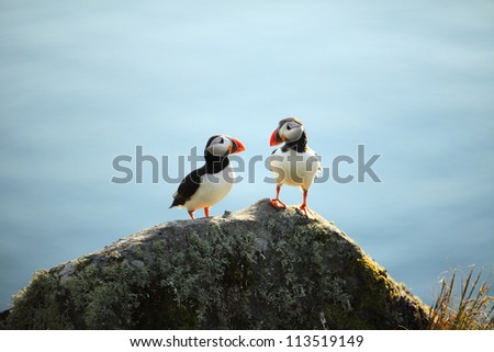 A puffin on a cliff, Norway