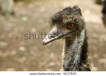 Emu head close-up