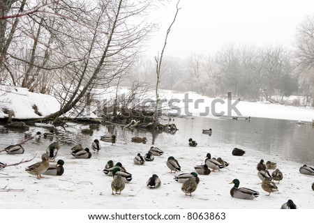 too late to fly south  - ducks remaining in  Canada for the winter