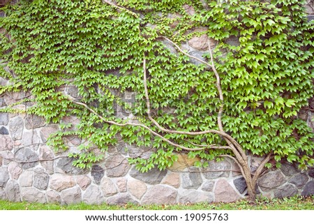 climber plant -  natural background