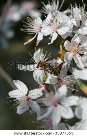 A smell of spring in the nature with flowers and bee