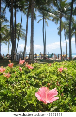 Palm trees and hibiscus flowers line Waikiki Beach, Honolulu, Hawaii.