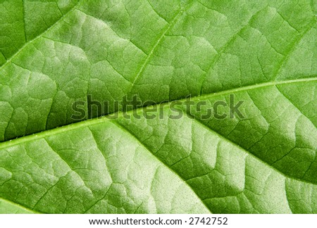 extreme close-up view of green leaf