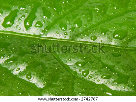 extreme close-up view of green leaf