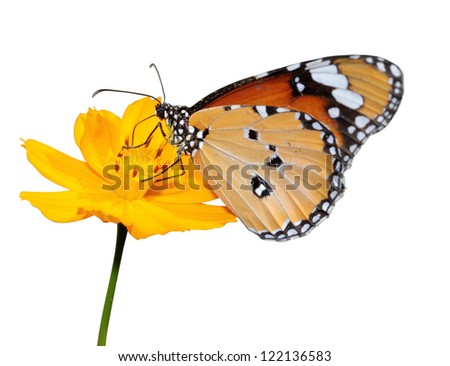 Monarch butterfly  seeking nectar on a flower on white background