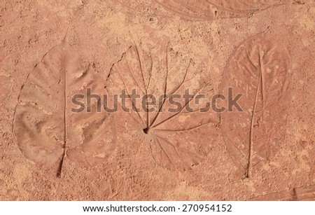 marks of leaves on the concrete