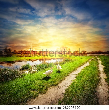 Country road among fields and lake with geese at sunset sky