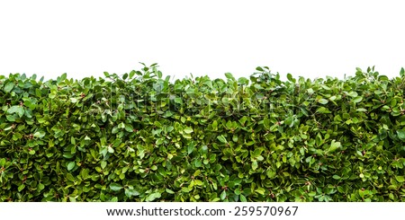 Horizontal shot of green hedge with fetus isolated on white background