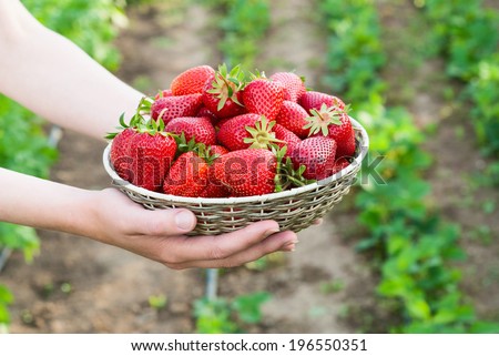 woman holding basket with strawberry