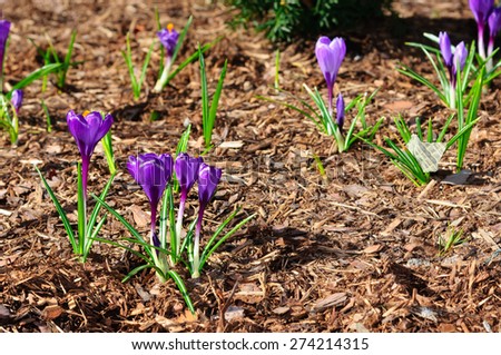 Purple Crocus flowers on brown mulch