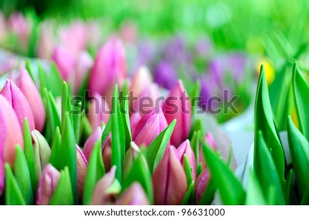 Pink Tulips, Amsterdam, Holland