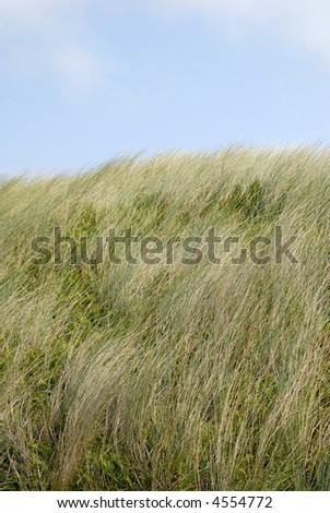 grass dune against blue sky in summertime