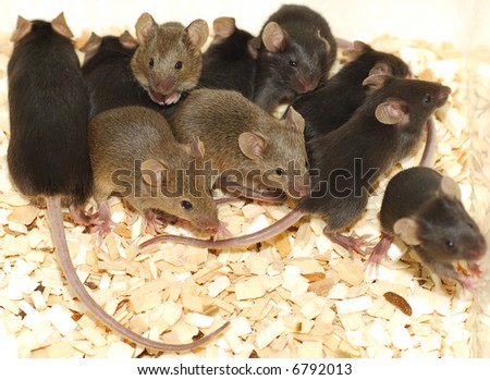 Genetic modified mice. Nest of baby mice in black and brown (agouti).