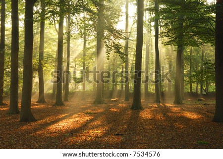stock-photo-morning-sun-shining-through-the-trees-7534576.jpg