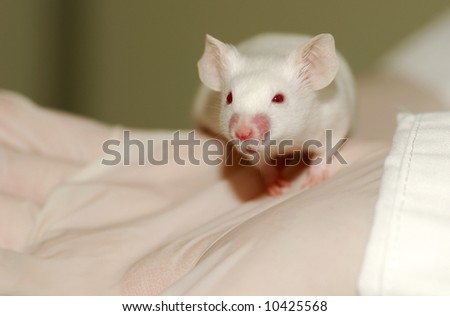 A white laboratory mouse (albino) as used in scientific experiments.