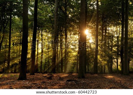 Sunbeams in forest at early fall