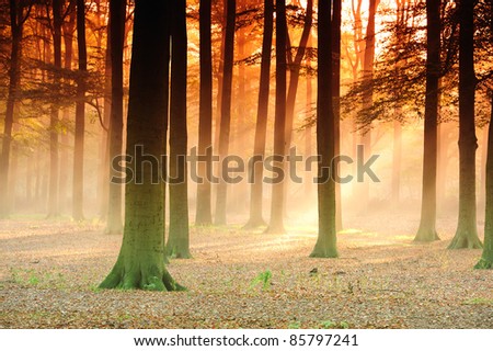 Sunbeams in the  forest in the early morning.