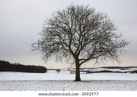 Tree in cloudy winter morning   (new White balance and other changes -resubmitted )