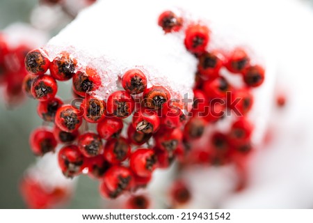 winter berries covered in snow