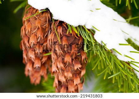pine cones covered in snow