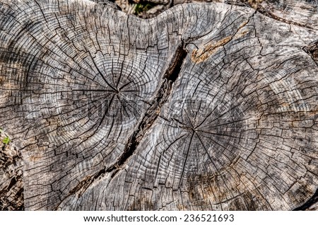 macro detail of a cut tree and tree rings