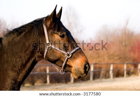 Portrait of the horse\'s head on profile.
