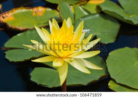 close up  of yellow lotus in garden