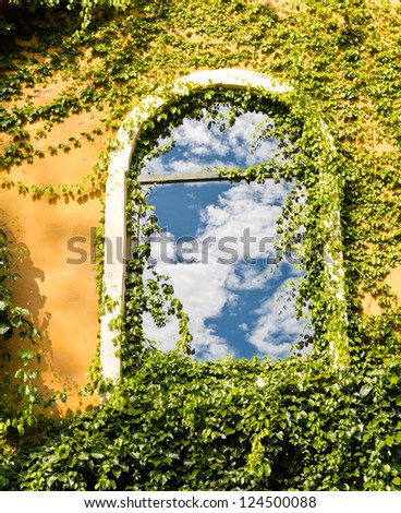 Vintage window on yellow wall and climber plant