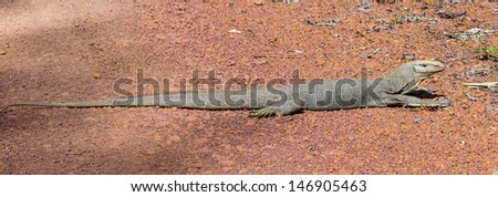 Thailand goanna resting on red stone road