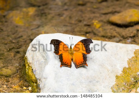 The Wizard Butterfly open wings on rock near river